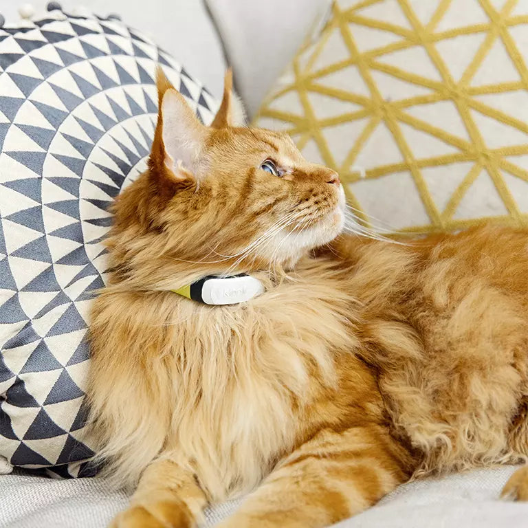 Tractive WagglyPetz™ Safelink (4G Edition)