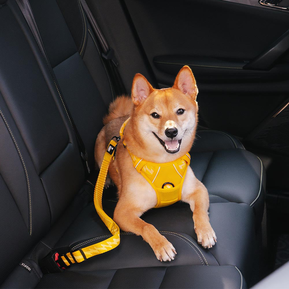 Cintura di sicurezza regolabile per cani freschi accessori per auto